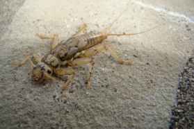 Stoneflies are plentiful in the Bence. They are an indicator species for exceptionally clean water